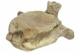 Fossil Hadrosaur (Brachylophosaurus) Dorsal Vertebra - Montana #134545-5